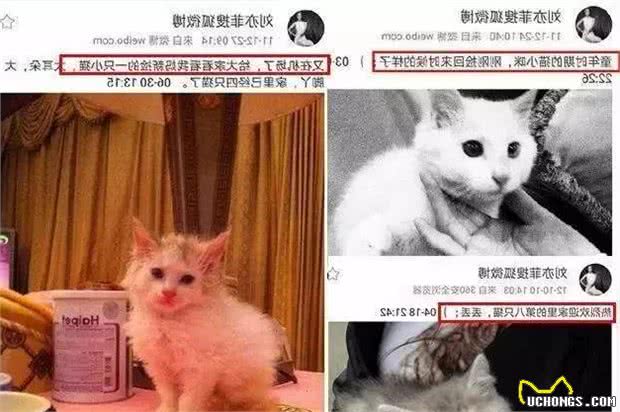 你凭啥瞧不起中国土狗？