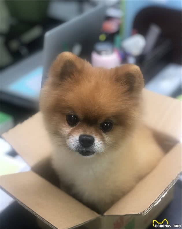 新手养狗系列—博美犬