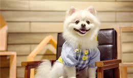 新手养狗系列—博美犬