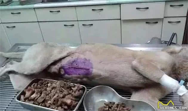 给狗狗喂这8种食物，会让它的身体“坏掉”，你却毫不知情