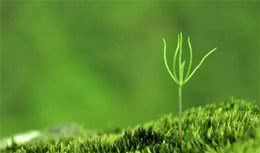 狗狗喜欢吃草，它是在补充水分吗？