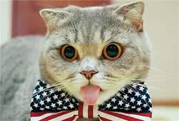 教你选猫系列，猫咪品种介绍及品相判断（10）—苏格兰折耳猫