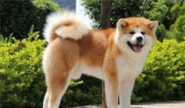 柴犬&秋田犬，傻傻分不清楚？