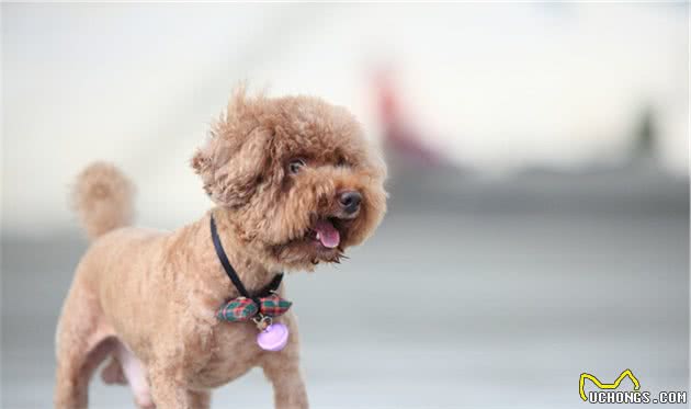 这7点，就是人们不喜欢“贵宾犬”的原因