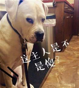 狗狗的名字不能“随便喊”，喊了它就会不听话，甚至恨你