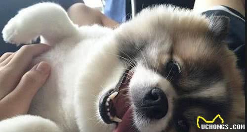 为什么狗狗喜欢翻肚皮？可能它爱上了你的按摩技术