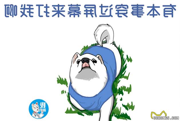 路遇一只萨摩耶，凑近后发现不对劲，路人：不用说都知道你爹是谁