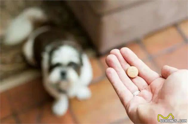 狗狗生病时，如何顺利的给狗狗喂药？