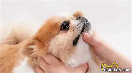 狗狗生病时，如何顺利的给狗狗喂药？
