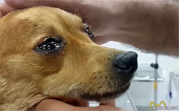 狗狗什么情况下会流泪？记住这六点