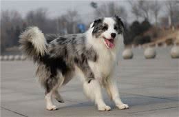 有这些特征的“边牧犬”，血统一定很纯