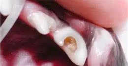 狗狗牙疼，是健康的红灯警告，别随便忽略过去了