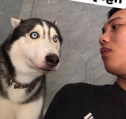 狗狗最爱干的6种“坏事”，数数你家狗狗做过几种了？