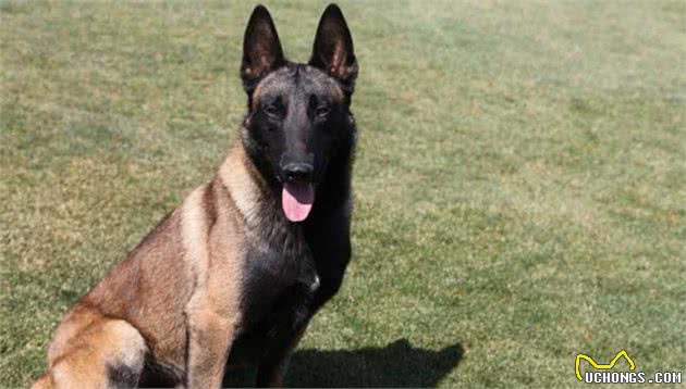 昆明犬、马犬和德牧的比较