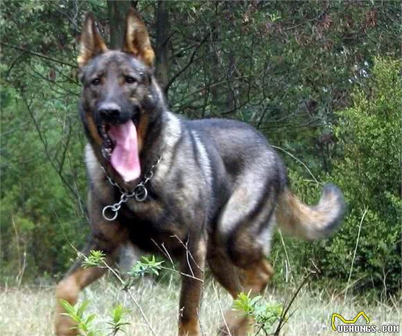 昆明犬、马犬和德牧的比较
