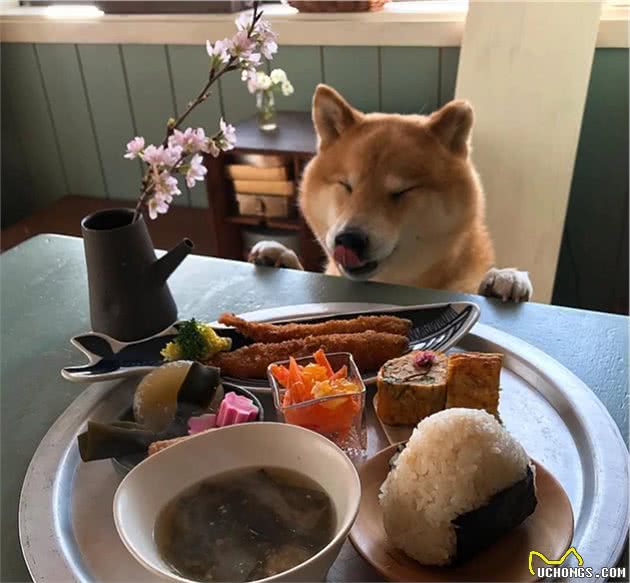 看了这些日本柴犬的萌照，网友：承包了一整天的好心情