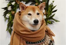看了这些日本柴犬的萌照，网友：承包了一整天的好心情