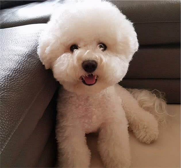 要想比熊犬健康活着，就不要让这6种食物，进到它的嘴里