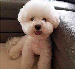 要想比熊犬健康活着，就不要让这6种食物，进到它的嘴里