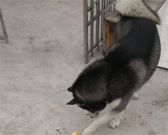 广州领养超帅哈士奇，主人出国为狗狗寻找新家庭