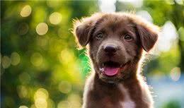 狗狗聪明的这几种表现，你家爱犬中了几个？还是一个都没中？