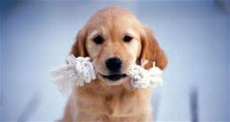 狗狗异食癖的危害有多大，作为主人的你有必要了解一下