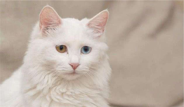 辟谣：家猫起源于中东地区而非古埃及！一部家猫驯化史可知道的