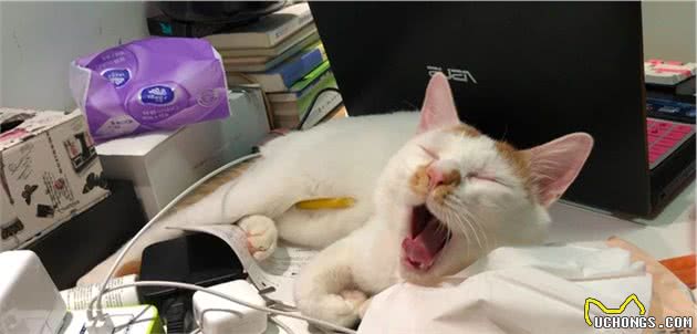 辟谣：家猫起源于中东地区而非古埃及！一部家猫驯化史可知道的