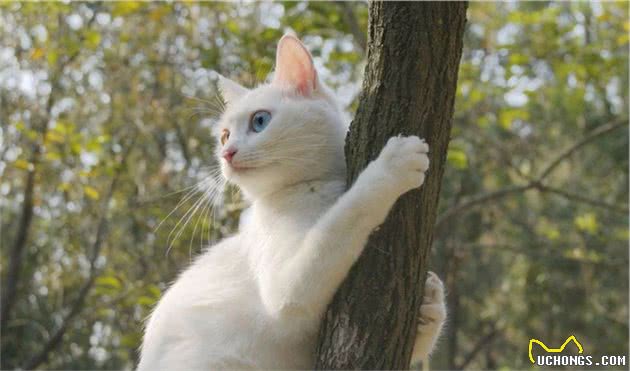 辟谣：家猫起源于中东地区而非古埃及！一部家猫驯化史可知道的