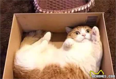 辟谣：家猫起源于中东地区而非古埃及！一部家猫驯化史可知道的