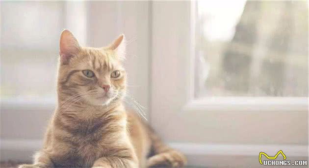 辟谣：家猫起源于中东地区而非古埃及！一部家猫驯化史可知道的