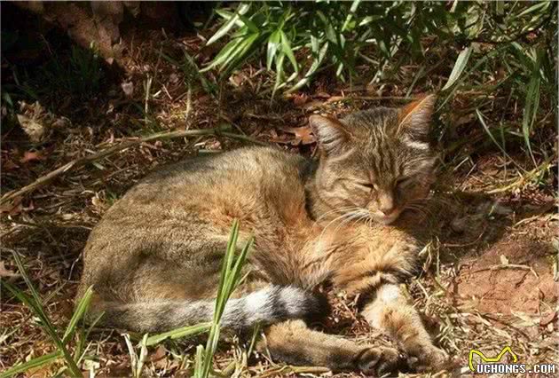 辟谣：家猫起源于中东地区而非古埃及！一部家猫驯化史可知道的