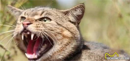 辟谣：家猫起源于中东地区而非古埃及！一部家猫驯化史可知道的
