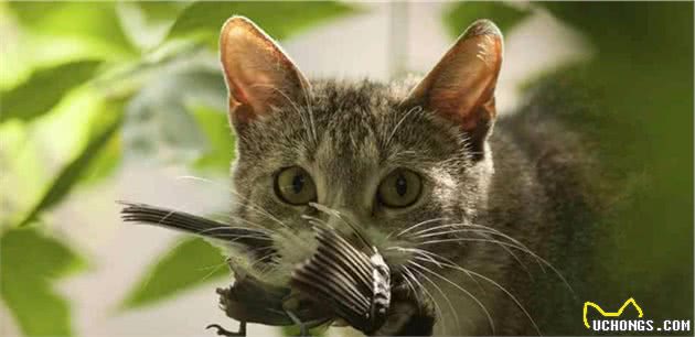 辟谣：家猫起源于中东地区而非古埃及！一部家猫驯化史可知道的