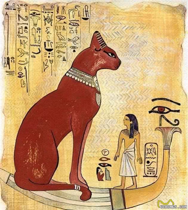 辟谣：家猫起源于中东地区而非古埃及！一部家猫驯化史可知道的