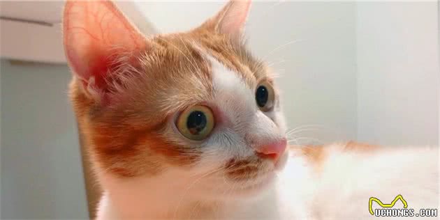 辟谣：家猫起源于中东地区而非古埃及！一部家猫驯化史可知道的