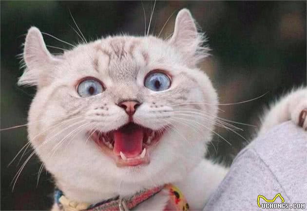 辟谣：家猫起源于中东地区而非古埃及！一部家猫驯化史可知道的