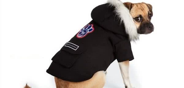 主人应该给狗狗穿衣服吗？衣服不只是为了好看，其实还有3种用处