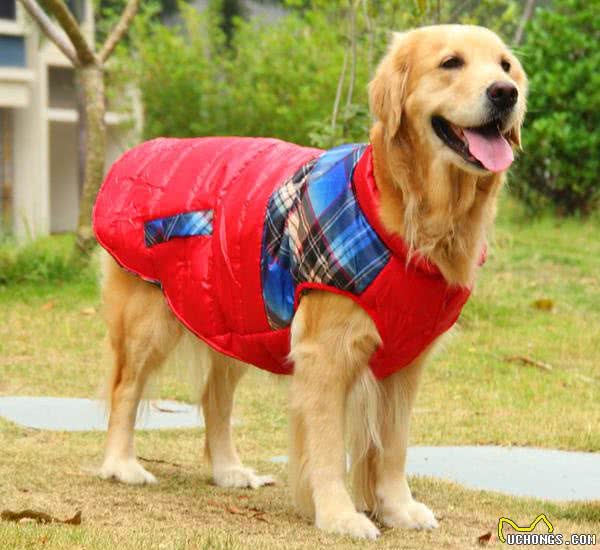 主人应该给狗狗穿衣服吗？衣服不只是为了好看，其实还有3种用处