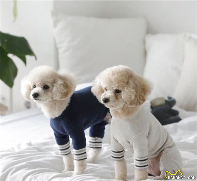 主人应该给狗狗穿衣服吗？衣服不只是为了好看，其实还有3种用处