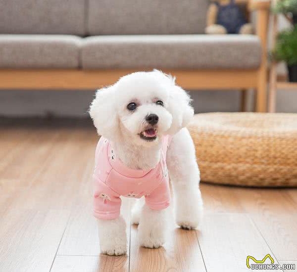 主人应该给狗狗穿衣服吗？衣服不只是为了好看，其实还有3种用处