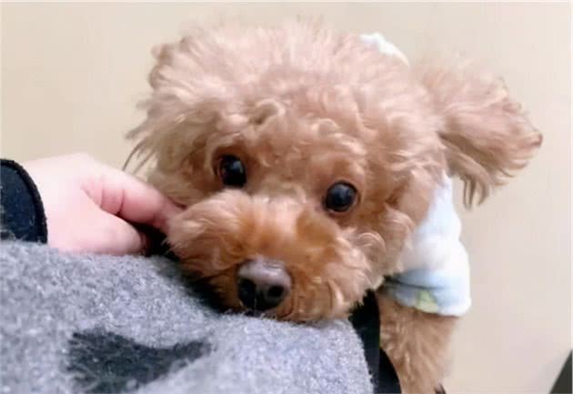 对“泰迪犬”上刑的几种行为，你有在做吗？