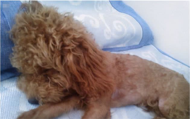 对“泰迪犬”上刑的几种行为，你有在做吗？