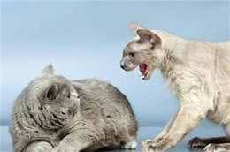家里有只美短是什么感觉呢？脾气好，会做“猫”