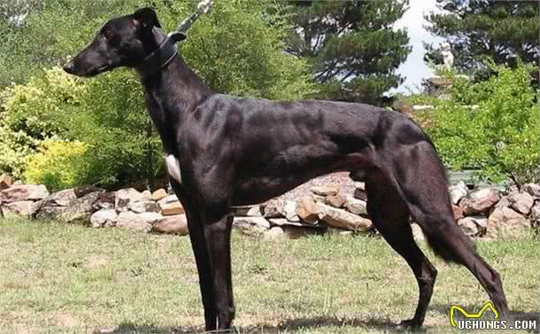 灵缇犬，犬中的法拉第，是全世界公认奔跑速度最快的猎犬