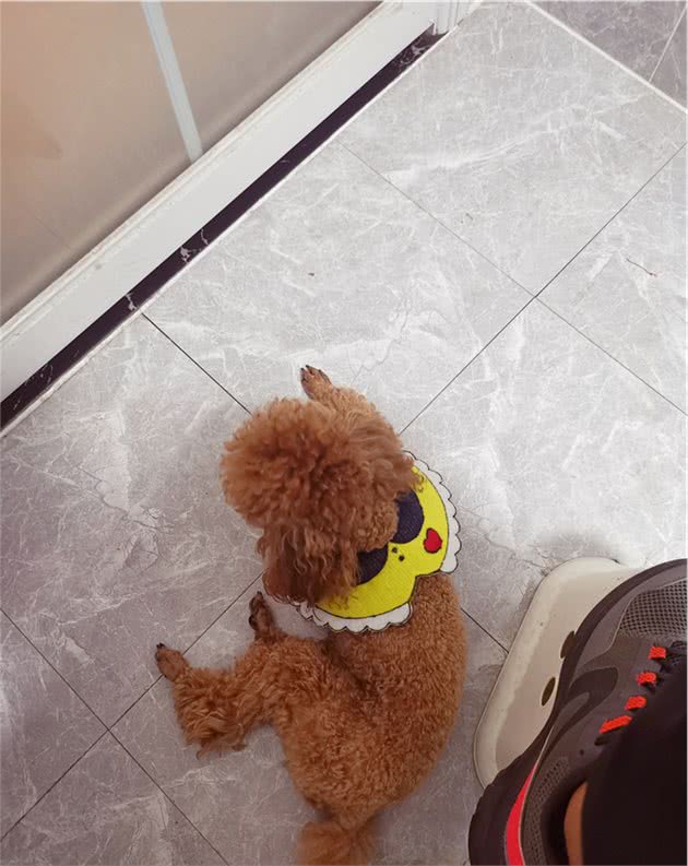 狗狗连上厕所都要跟着：你别想背着我偷吃