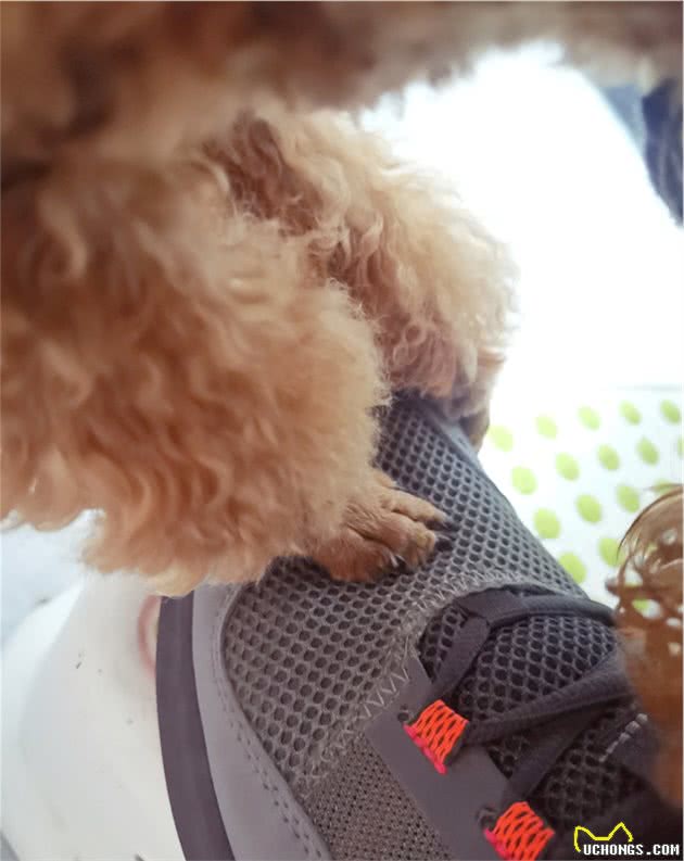 狗狗连上厕所都要跟着：你别想背着我偷吃