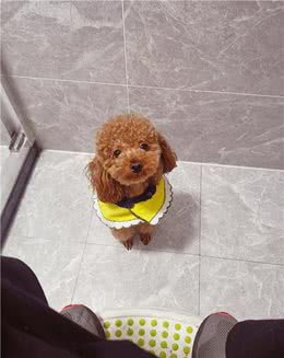 狗狗连上厕所都要跟着：你别想背着我偷吃