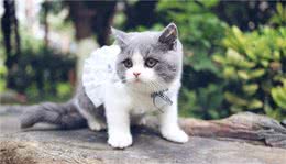 前六位最“聪明”的猫，美貌与智商并存，是你家主子吗？