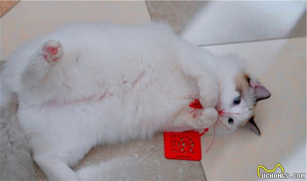 布偶猫为什么这么受欢迎？超强的忍耐力是重点，适合有娃的家庭